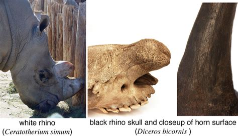 rhino's horns are made of a substance similar to